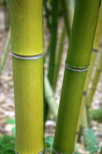 How to Grow Bamboo