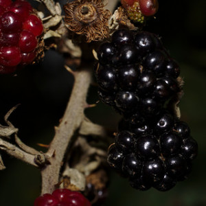 How to Grow Blackberries Indoors