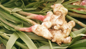 How to Grow Ginger